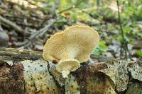 Polyporus alveolaris image