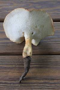 Polyporus radicatus image