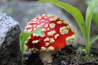 Amanita muscaria image