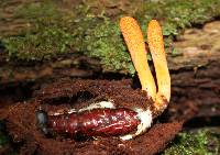 Cordyceps militaris image