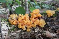 Tremella mesenterica image