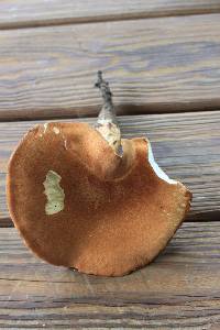 Polyporus radicatus image