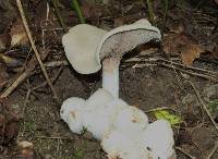 Entoloma abortivum image