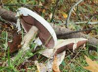 Agaricus campestris image