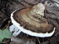 Ganoderma applanatum image