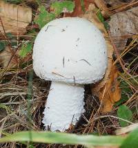 Agaricus campestris image