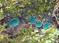 Chlorociboria aeruginascens image