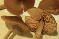 Entoloma vernum image