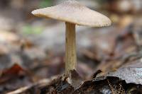 Entoloma vernum image