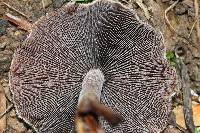 Lacrymaria lacrymabunda image