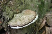 Ganoderma applanatum image