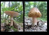 Amanita rubescens image