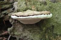 Ganoderma applanatum image