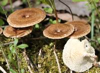 Polyporus arcularius image