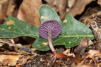 Laccaria amethystina image