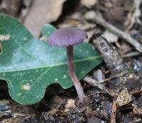 Laccaria amethystina image