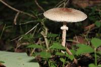 Macrolepiota procera var. procera image