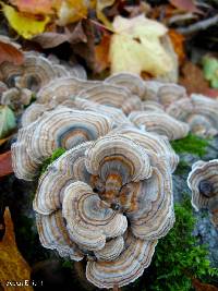 Trametes versicolor image