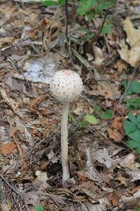 Macrolepiota procera var. procera image