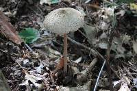 Macrolepiota procera var. procera image