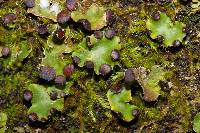 Peltigera venosa image