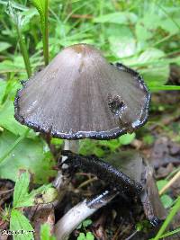 Coprinopsis atramentaria image