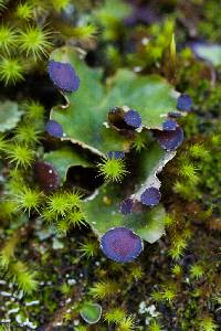 Peltigera venosa image
