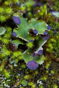 Peltigera venosa image