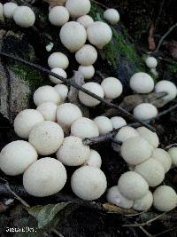 Lycoperdon pyriforme image