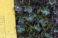 Peltigera venosa image