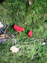 Hygrocybe coccinea image