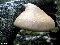 Piptoporus betulinus image