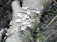 Schizophyllum commune image