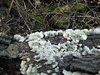 Image of Polyporus hirsutus