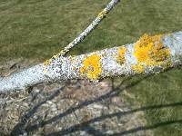 Image of Xanthoria parietina