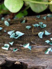 Chlorociboria aeruginascens image