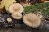 Polyporus brumalis image