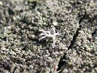 Cladonia rangiferina image