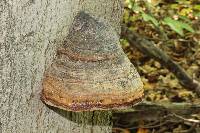 Fomes fomentarius image