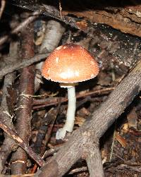 Leucoagaricus rubrotinctus image