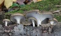 Polyporus brumalis image