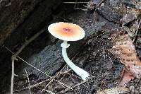 Leucoagaricus rubrotinctus image