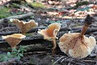 Hygrophoropsis aurantiaca image