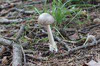 Amanita vaginata image