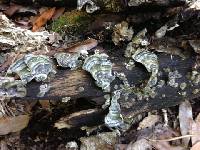 Trametes versicolor image