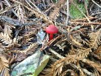 Hygrocybe coccinea image