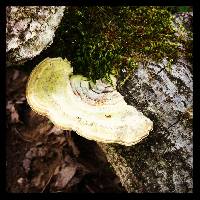 Trametes versicolor image