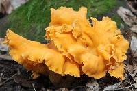 Cantharellus lateritius image