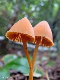 Entoloma salmoneum image