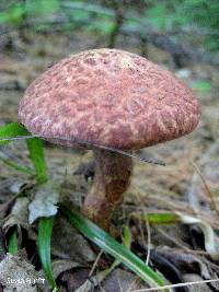 Suillus pictus image